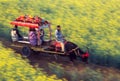 Oxcart in the seed field Royalty Free Stock Photo